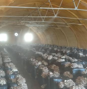 Humidification for Mushroom Growth